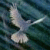 zuki1's Avatar