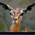 Agamemnwn's Avatar