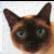 kattman's Avatar